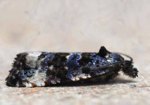 Réf. 192 680 : Endothenia sp.